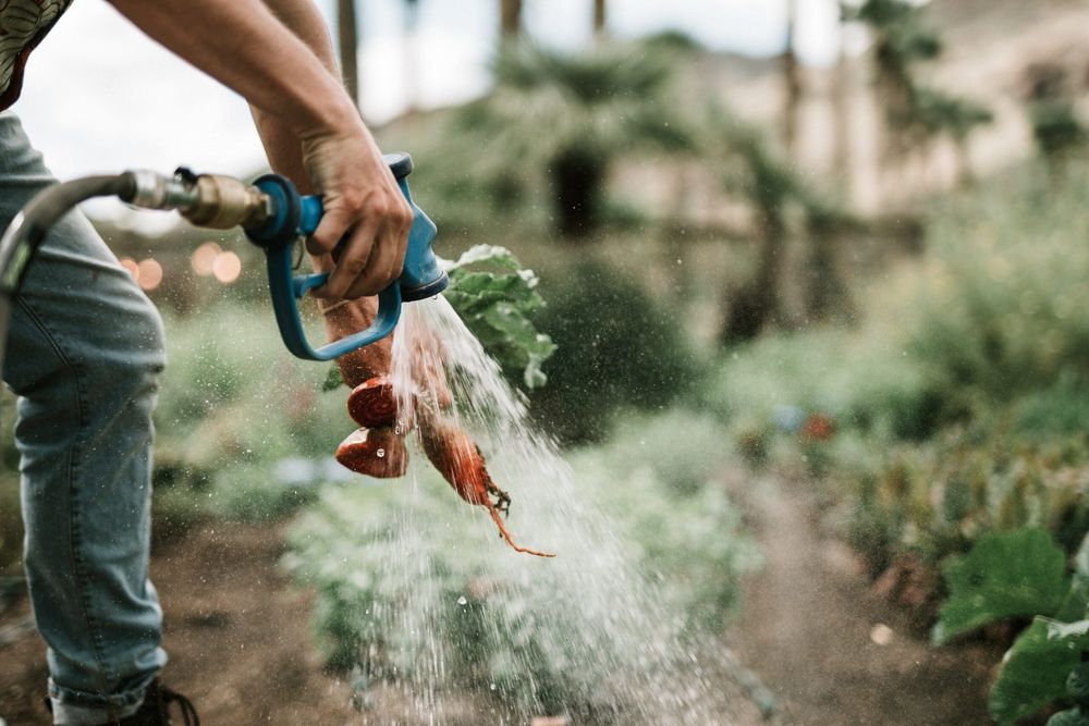Watering a garden with a hose